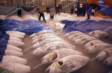 Tuna Fish at the Tsukiji Fishmarket in the City of Tokyo in Japan in Asia,