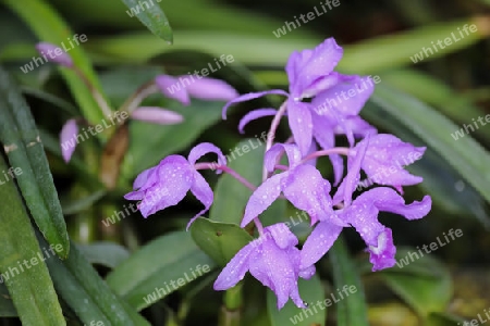 Skinners Cattleya ( Cattlaeya skinneri) Zentralamerika