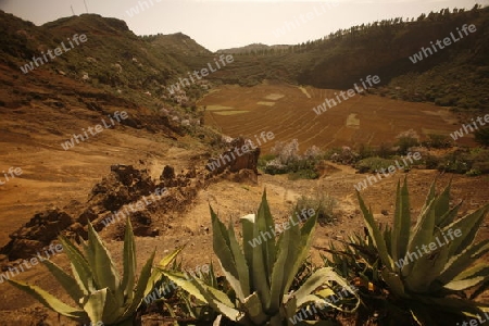 the Landscape allround the  mountain Village of  Tejeda in the centre of the Canary Island of Spain in the Atlantic ocean.