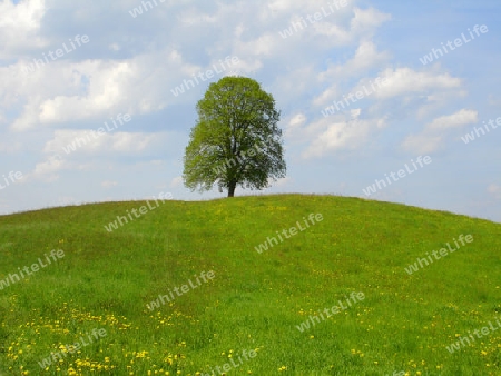 Baum auf dem H?gel