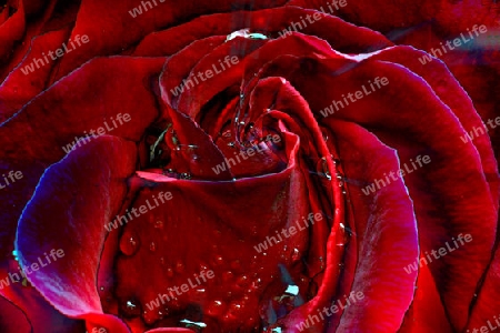 Rote Rose