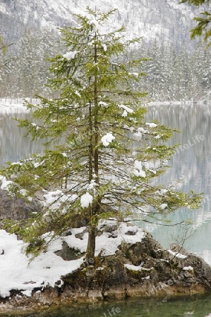 Nadelbaum am Hintersee