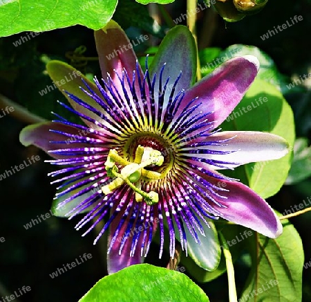 Passiflora