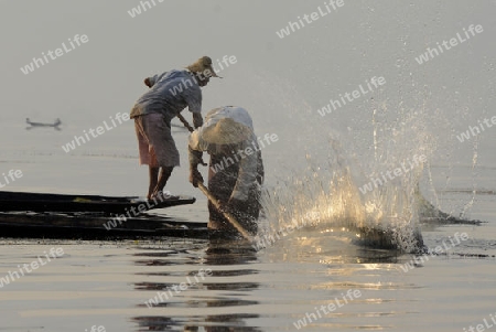 Fishermen at sunrise in the Landscape on the Inle Lake in the Shan State in the east of Myanmar in Southeastasia.