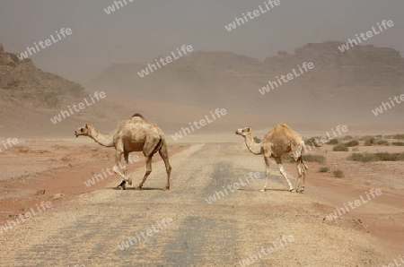 a Sandstorm in the Landscape of the Wadi Rum Desert in Jordan in the middle east.