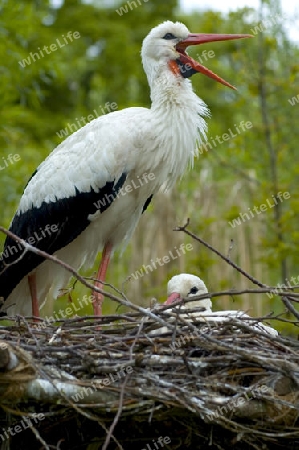 Storchennest