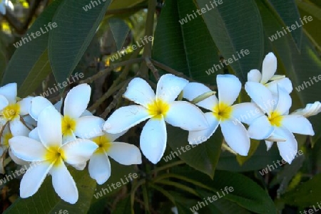 Temple Flower