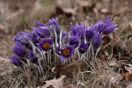 K?chenschelle, Kuhschelle, Pulsatilla vulgaris