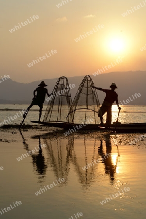 Fishermen at sunset in the Landscape on the Inle Lake in the Shan State in the east of Myanmar in Southeastasia.