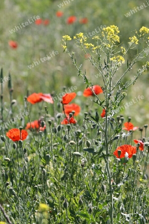 Wilder Mohn