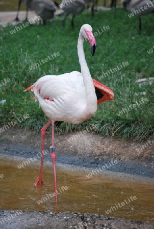 Flamingo