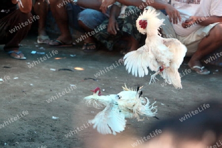 Asien, Indonesien, Bali, Nusa Lembongan, Huehner, Haennenkampf, Hahnenkampf, Tier, Wettspiel,
Menschen und Haenne bei einem traditionellen Haennenkampf auf der Insel Nusa Lembongan bei Bali im osten von Indonesien.       (Urs Flueeler) 