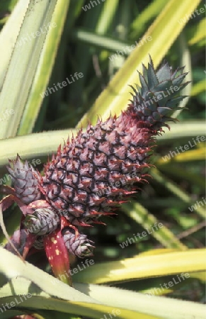 pineaple plantation on the Island of Anjouan on the Comoros Ilands in the Indian Ocean in Africa.   