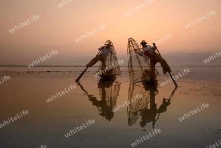 Fishermen at sunrise in the Landscape on the Inle Lake in the Shan State in the east of Myanmar in Southeastasia.