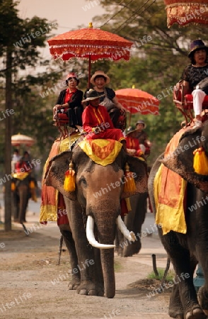 Ein Elephanten Taxi vor einem der vielen Tempel in der Tempelstadt Ayutthaya noerdlich von Bangkok in Thailand.