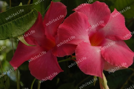 W?stenrose - Adenium obesum