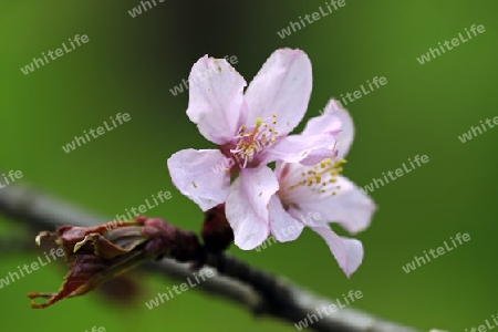 Bl?te von Sargents Kirche ( Prunus sargentii) Asien, Japan