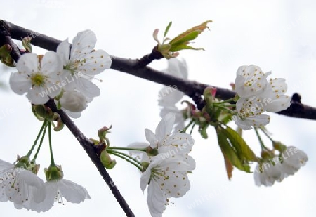 bl?hender Kirschbaum in Nachbar's Garten