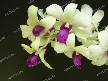 Orchidee