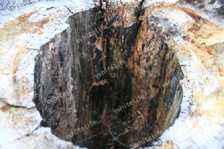 hornets nest in a old trunk