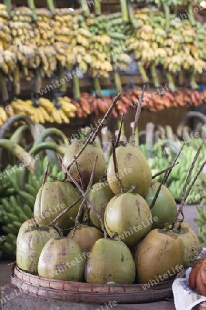 Cocosnut in a Fruit market in a Market near the City of Yangon in Myanmar in Southeastasia.