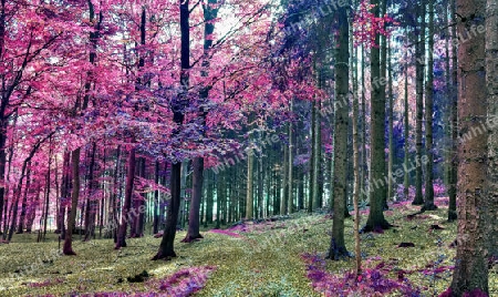 Beautiful pink and purple infrared panorama of a countryside landscape with a blue sky.