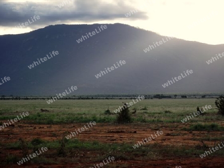 Nationalpark, Tsavo, Ost, Kenya, Kenia, Afrika