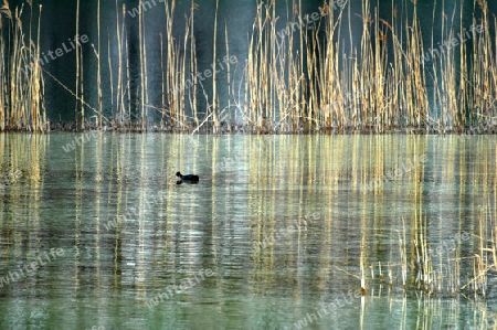 Stiller Winter am See