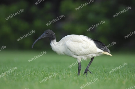 Ibis