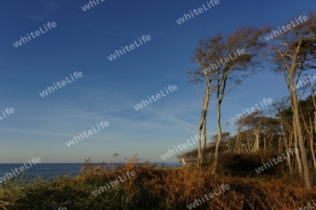 wilder Weststrand auf dem Darss, Ostsee