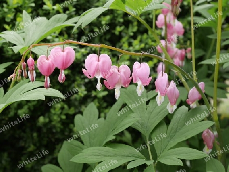 Tr?nendes Herz (Lamprocapnos spectabilis)