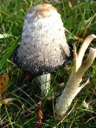 pilz