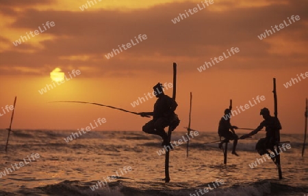 Ein Stelzenfischer am Strand von Weligama im sueden von Sri Lanka in Asien.