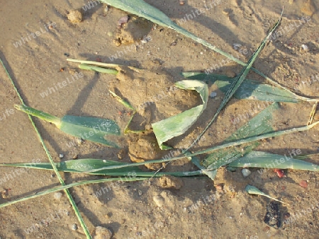 Schilf am Strand