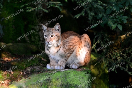 Eurasischer Luchs  Kater (Lynx Iyny)