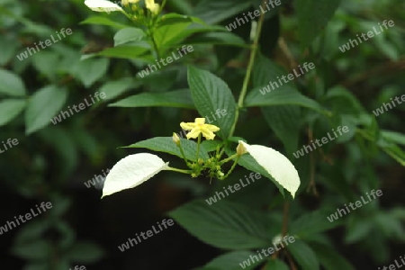 Philippinische Mussaenda