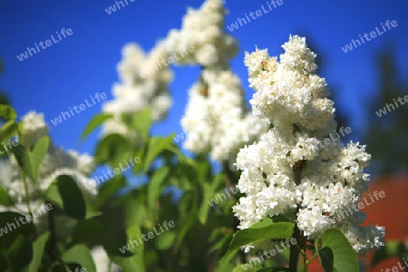 Flowers n Sky