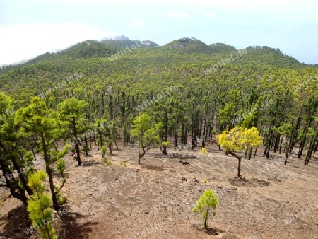 branded forest