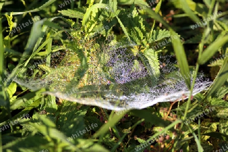 spinnennetz auf einer wiese