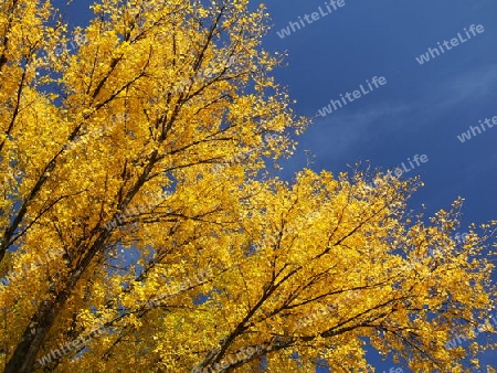 Pappelzweige im Herbst