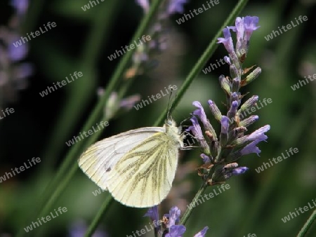 Schmetterling