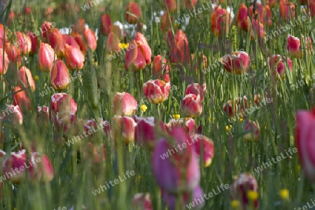 Tulpenwiese