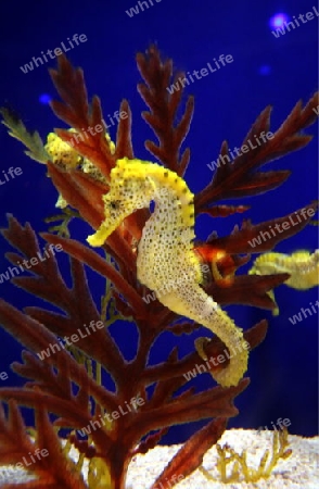 Ein Seepferdchen im Underwater World oder Unterwasserwelt auf der Insel Sentosa in Singapur im Inselstaat Singapur in Asien.