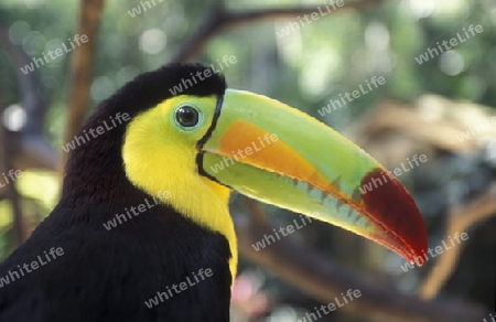 Tropical Birds in the town of Copan in Honduras in Central America,