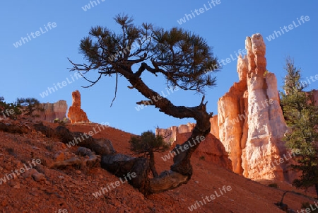 Bryce Canyon USA