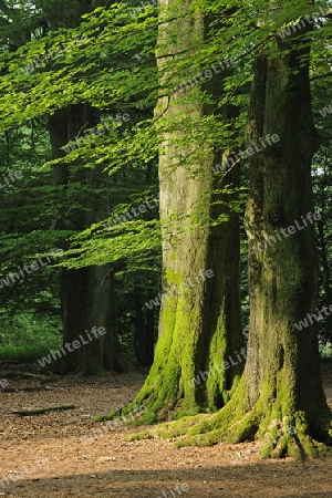 bemooste St?mme alter Buchen, Fagus, Urwald Sababurg, Hessen, Deutschland