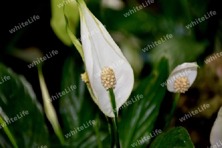 spathiphyllum wallisii