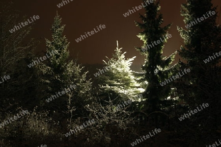 Baum im Winternacht