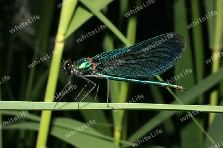 Blaufl?gel-Prachtlibelle (Calopteryx virgo)