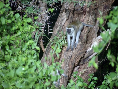 Gr?nemeerkatze, Meerkatze, Affe, in, Tsavo, West, Kenya, Kenia